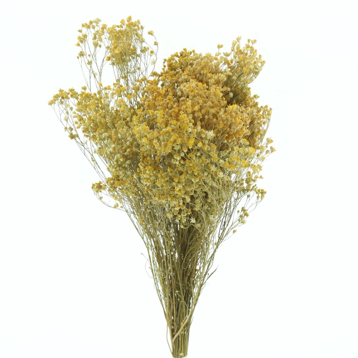 <h4>Dried Broom Bloom Natural</h4>