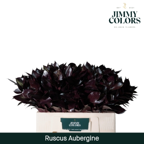 <h4>Ruscus L50 Klbh. Aubergine</h4>