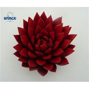 Echeveria Agavoides Paint Red Cutflower Wincx-10cm