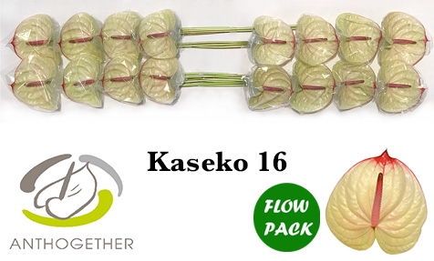 <h4>ANTH A KASEKO 16 Flow Pack</h4>