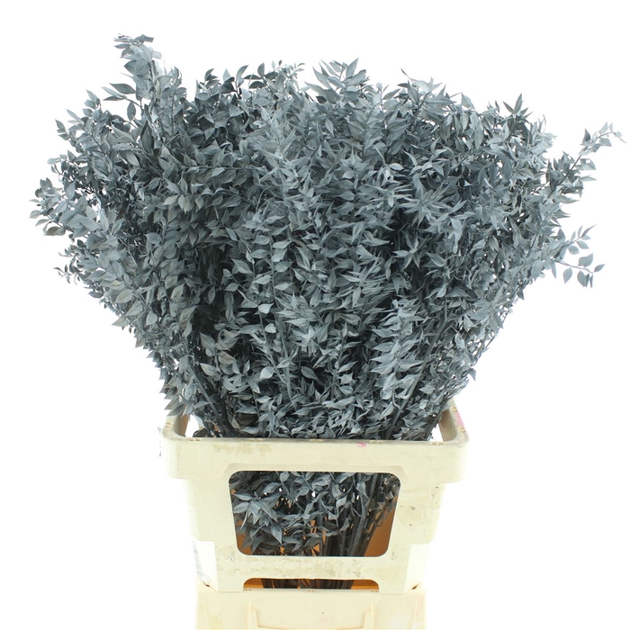 <h4>Pres Ruscus Grey (5 Stems P Bunch)</h4>