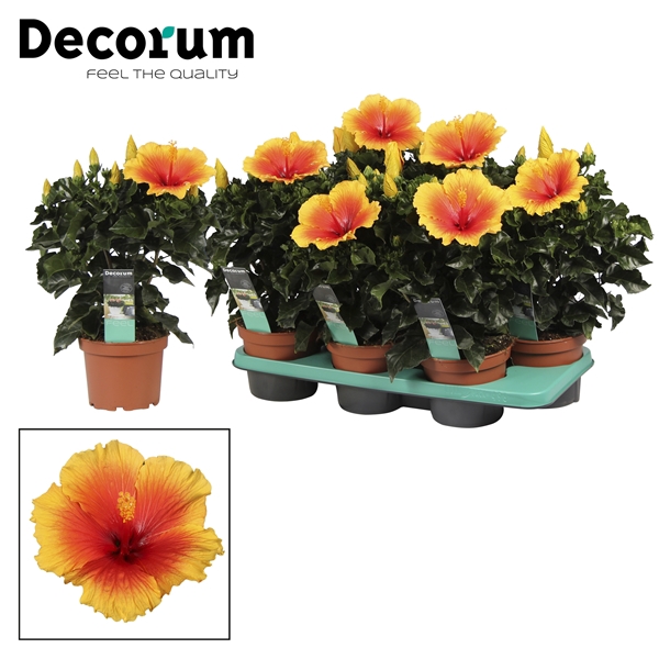 <h4>Decorum Hibiscus Salsa bicolor oranje/rood</h4>
