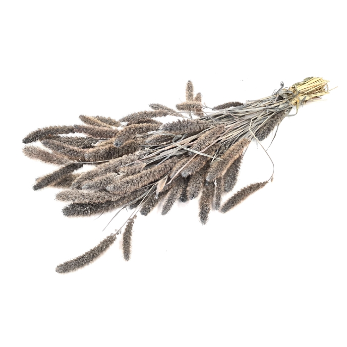 <h4>DRIED FLOWERS - SETARIA frosted grey</h4>