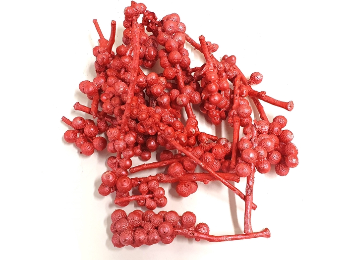 Acorn bunch 250gr in poly Pearl Red