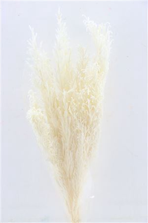 <h4>Pres Licopodium Long Bleached Bunch</h4>