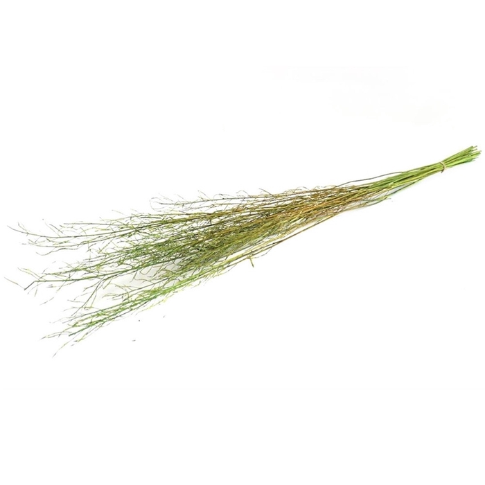 Droogbloem Mustard grass 90cm