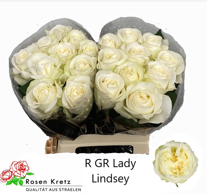 <h4>R GR LADY LINDSEY+</h4>
