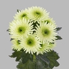 Chrysanthemum spray cocoon blanca