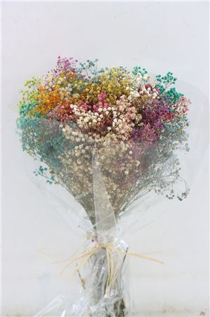 <h4>Pres Gypsophila Panic Rainbow Bouquet</h4>