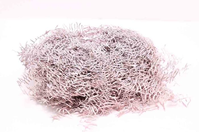 Coralfern preserved 10st per bunch Metallic Pink