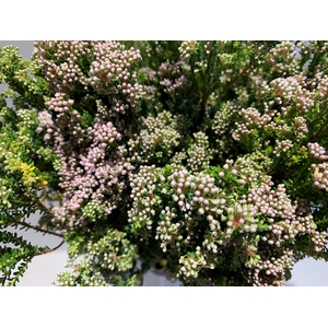 Greens - Agathosma Flowering