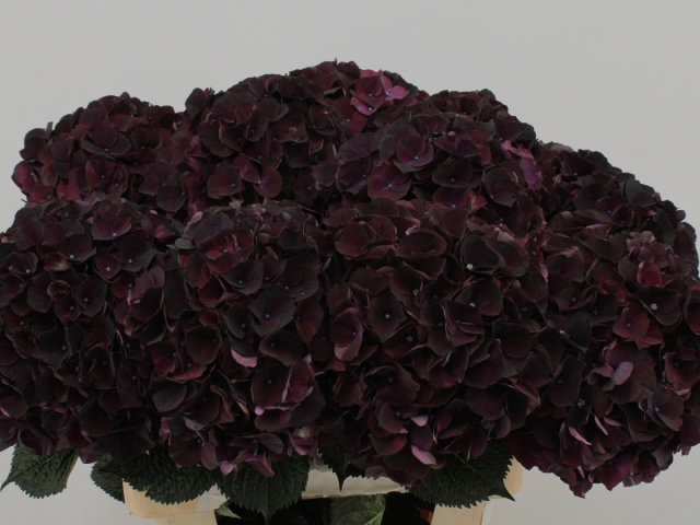 <h4>Hydrangea mag ruby aubergine</h4>