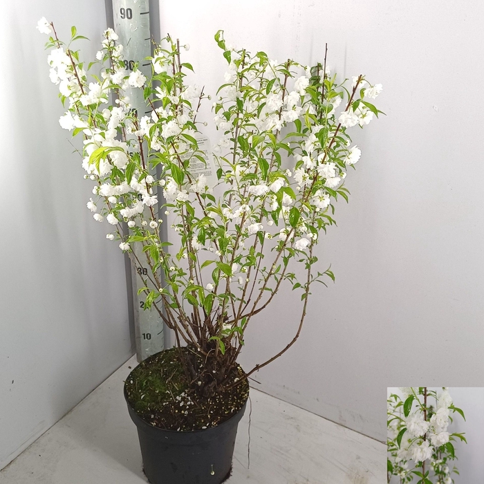 <h4>Prunus blad. glandulosa Alba Plena</h4>