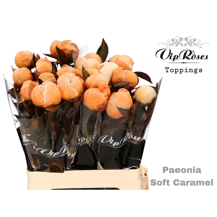 <h4>Paeonia Soft Caramel</h4>