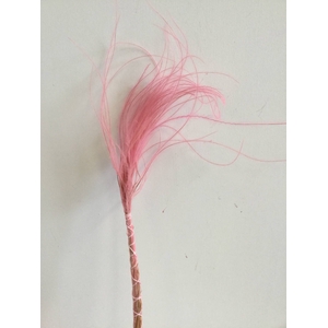 DRIED FLOWERS - STYPHA PINK