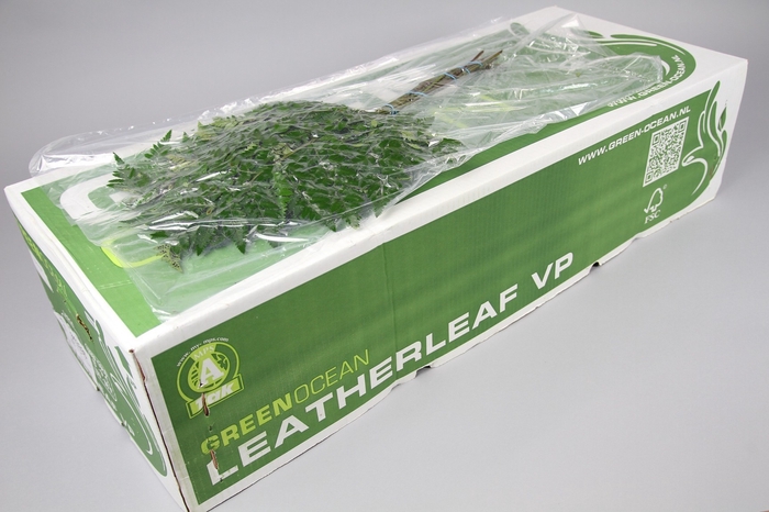 <h4>Leatherleaf Extra VP  Green Ocean</h4>
