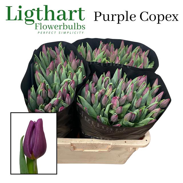 <h4>Tulipa si purple copex</h4>