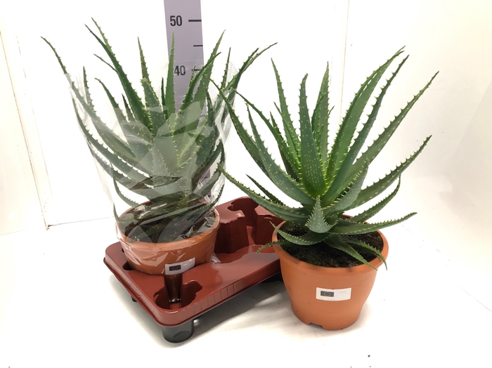 Aloe Arborescens 20Ø 60cm