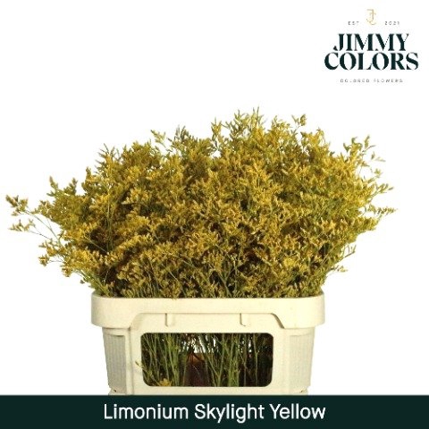 <h4>Limonium skylight paint yellow</h4>