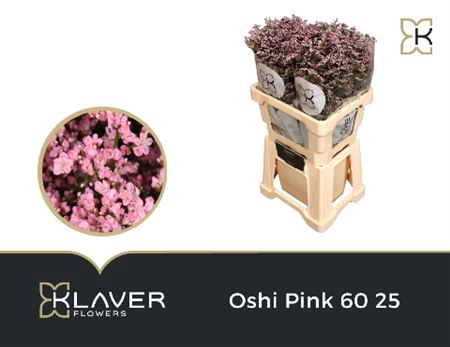 <h4>Lim Saf Oshi Pink Klaver</h4>