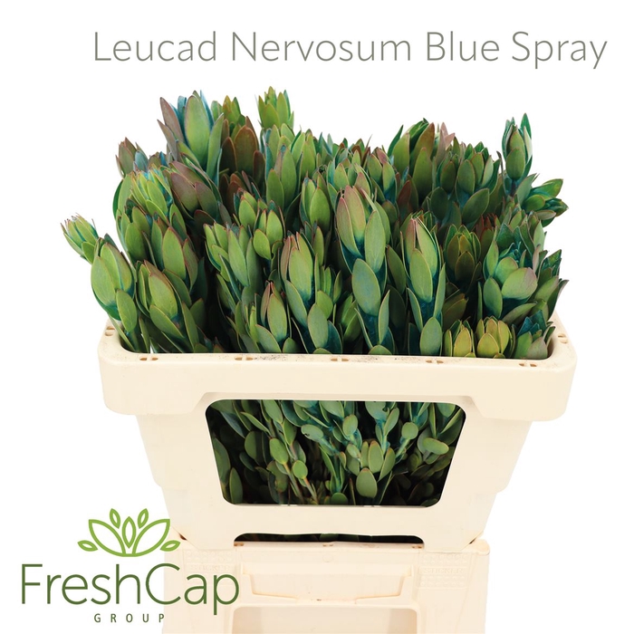 <h4>Leucad Nervosum Blue Spray</h4>