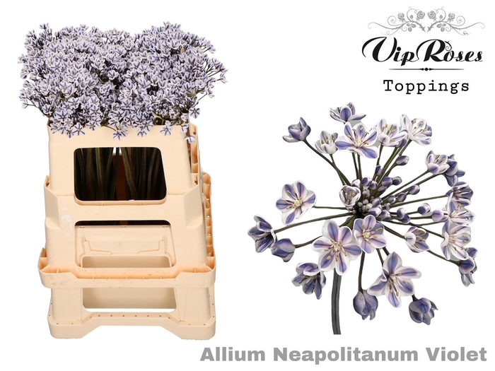 <h4>Allium Neap Pnt Violet</h4>