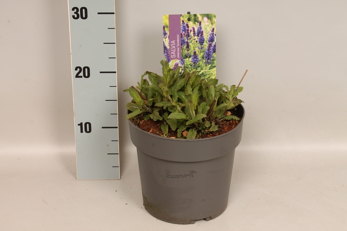 <h4>vaste planten 19 cm  Salvia nem Caradonna</h4>