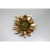 Echeveria Agavoides Paint Gold Cutflower Wincx-10cm
