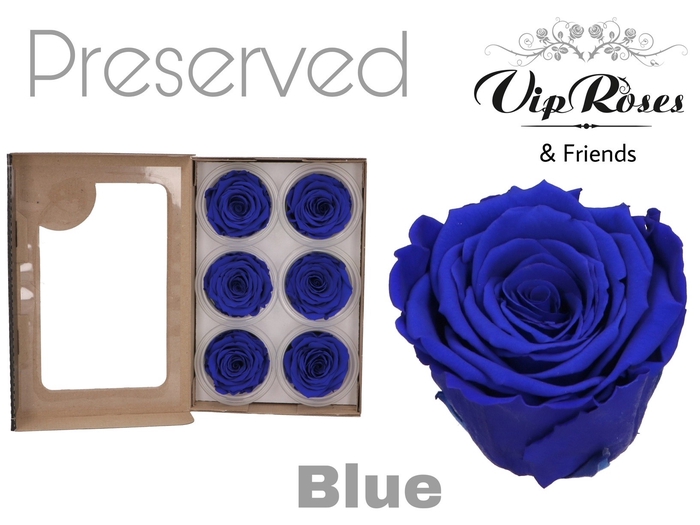 Preserved rosa blue