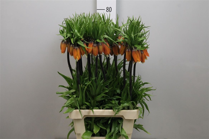 <h4>Fritillaria Aurora Orange</h4>