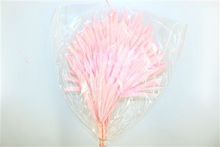 <h4>Dried Palm Sun 6pc L. Pink Bunch</h4>