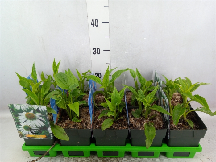 <h4>Echinacea purp.</h4>