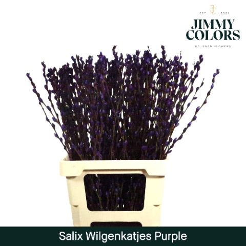 <h4>Salix paint pussy willow purple</h4>