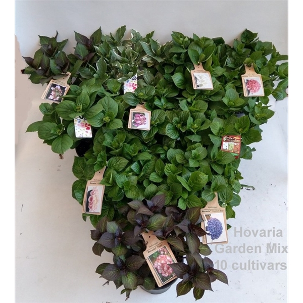 <h4>Hydrangea Hovaria Garden Mix 19cm</h4>