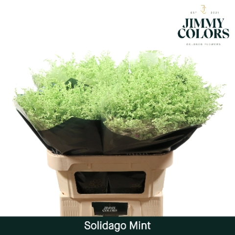 <h4>Solidago L80 Klbh. Mint</h4>