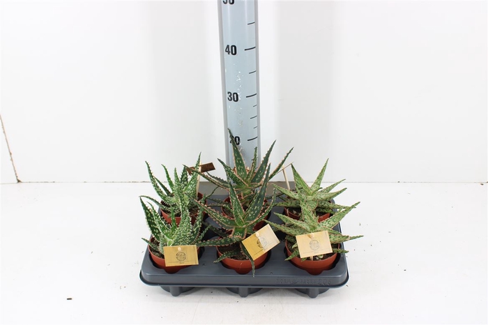Aloe New P10.5