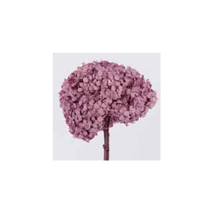 Hydrangea / Hortensia Lavender HRT/0820