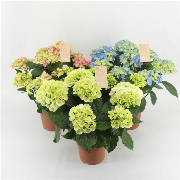 <h4>Hydrangea mix 5/6 flowers</h4>