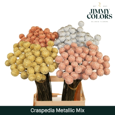 <h4>Craspedia L70 Metallic mix</h4>