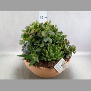 Arr.  Succulents L%