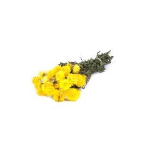 .Helichrysum nat.yellow