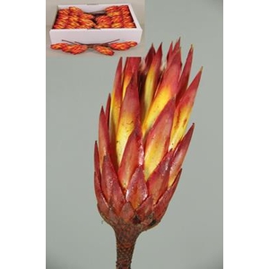 Df Protea Repens Red