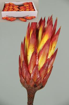 Df Protea Repens Red
