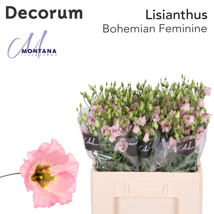 <h4>Lisianthus Bohemian pink feminine 60cm</h4>