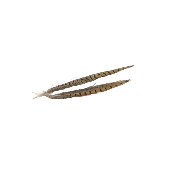 <h4>Feather Pheasant 2 Pcs L30</h4>