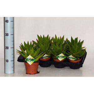 Aloe Perfoliata 12Ø 20cm