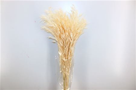 <h4>Dried Avena Salv. Bleached 100gr Bunch</h4>