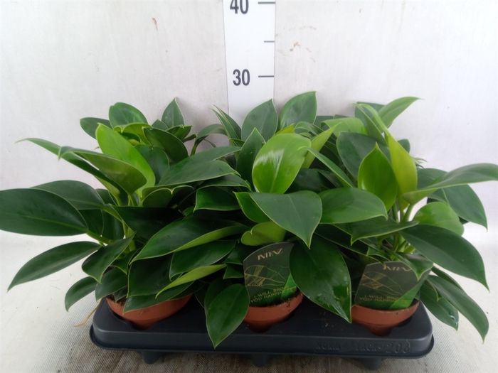 <h4>Philodendron  'Green Princess'</h4>