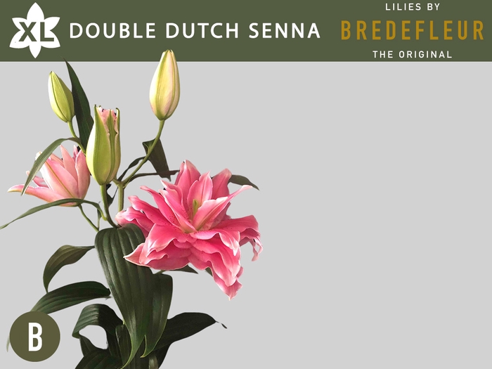 <h4>LI OR DU OVERIG Double Dutch Serie Senna 5+</h4>