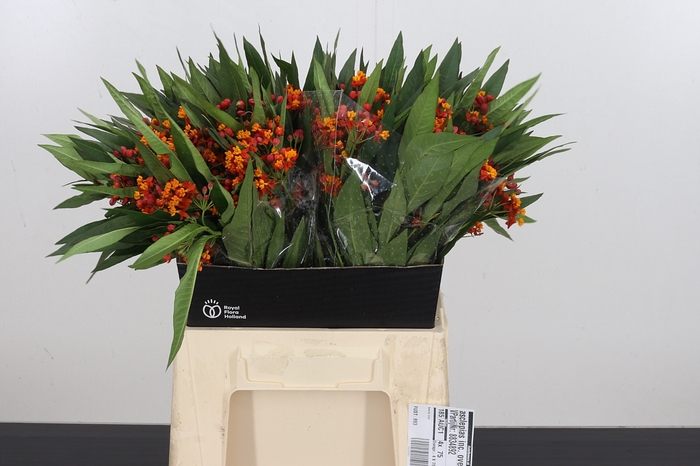 <h4>Asclepias Inc. Red</h4>